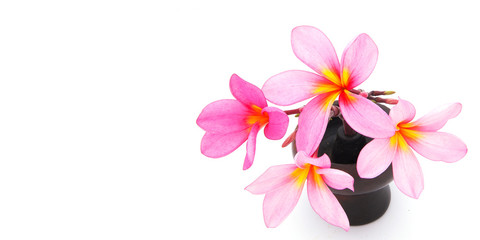 Fototapeta na wymiar Pink plumeria flowers isolated on white background