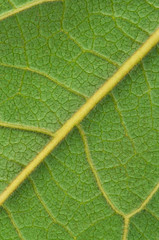 Bright green leaf
