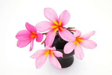 Obraz na płótnie Canvas Pink plumeria flowers isolated on white background