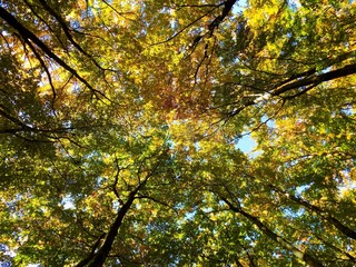 Yellow colorful leaves on deciduous trees in deciduous forest in wild nature during autumn