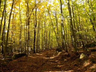 Yellow colorful leaves on deciduous trees in deciduous forest in wild nature during autumn