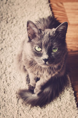Gray cat sitting on a gray carpet and looking at the camera from the bottom up (vintage)