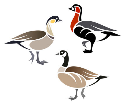 Stylized Geese - Cackling Goose, Hawaiian Goose, Red-breasted Goose