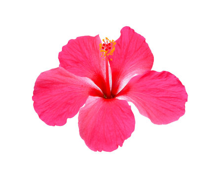 Hibiscus, chaba flower isolated on white background