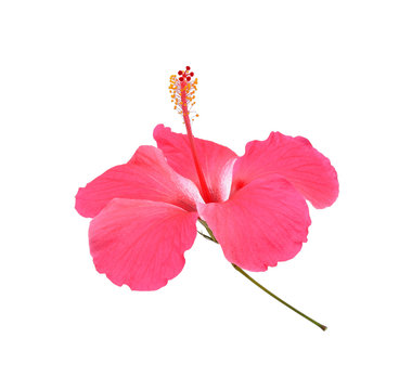 Hibiscus, chaba flower isolated on white background