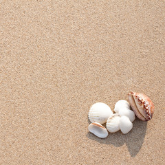 Sea shells on sand