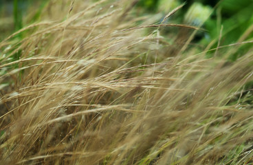 autumn grass blurred