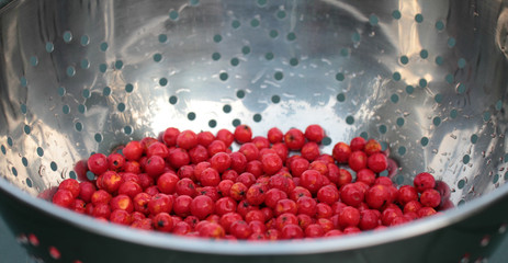 rowan berries inside a sieve