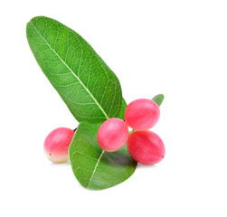 Carissa carandas Linn,Karanda, Carunda with leaves isolated on w