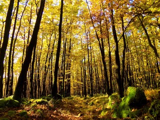 Obraz premium Żółte kolorowe liście na drzewach liściastych w lesie liściastym w dzikiej przyrodzie jesienią