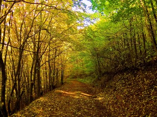 Obraz premium Yellow colorful leaves on deciduous trees in deciduous forest in wild nature during autumn