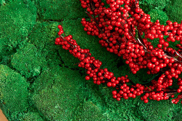 Branch of red berries lying on the backdrop of lush green moss. Close