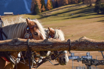 Cavalli a riposo