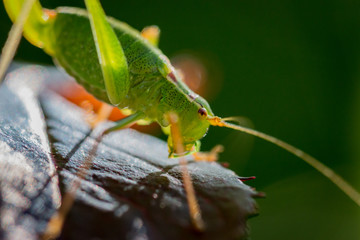 Sauterelle cymbalière ou sauterelle verte sur Rosier 