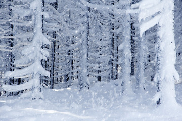 Forest with snow cover
