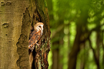 Barn owl (Tyto alba) in the tree cavity