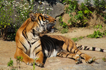 Fototapeta na wymiar A portrait of a beautiful tiger