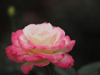 Autumn rose