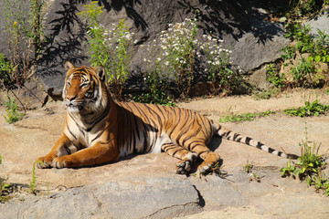 A portrait of a beautiful tiger