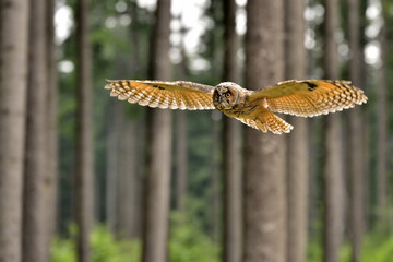 Flying Eurasian eagle-owl (Bubo bubo) in the czech forest