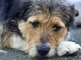 Sad dog