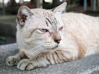 Portrait of angry cat close-up