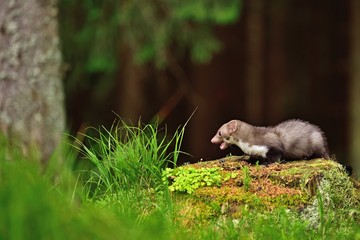 Stone marten on the stump in czech forest