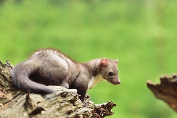 Stone marten on the stump in czech forest