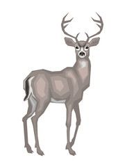 Vector image of the American mule deer. Isolated on a white background.