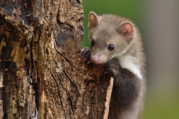 Stone marten on the stump in czech forest