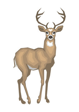 Vector image of the American Virginia deer. Isolated on a white background.