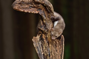 Stone marten on the stump in czech forest
