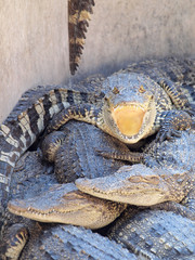 Crocodiles close up in Thailand
