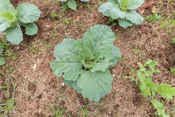Fresh cabbage on ground