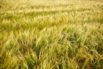 cereal field with spikelets of ripe rye or wheat