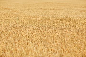 cereal field with spikelets of ripe rye or wheat