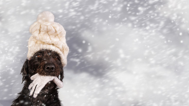 Black dog in winter outfit.