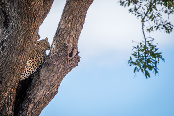 Fototapeta na wymiar Leopard looking out of a tree.