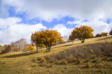 Fototapeta premium In autumn, trees on the hillside
