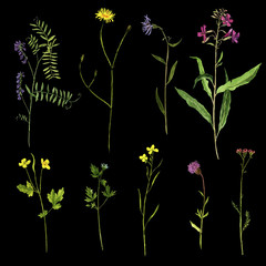 Vector set of watercolor drawing plants