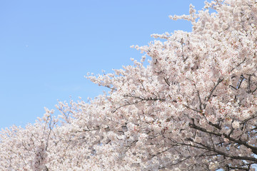 熊谷市の青空と桜　埼玉県　日本