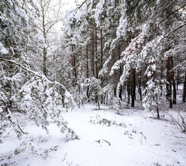 snow covered pines in the forest