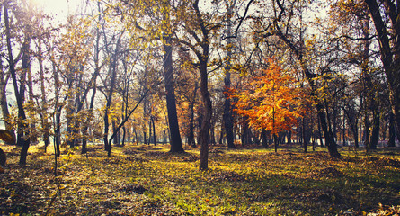 Fototapeta premium Autumn in park