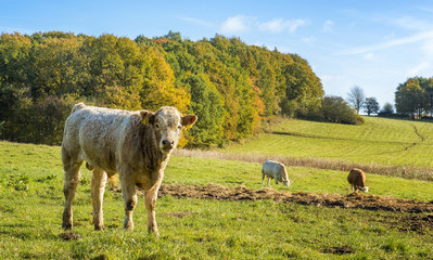 Fototapeta premium Bull calf looking into the camera. 