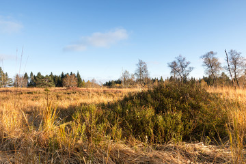 Fototapeta premium Nationalpark Schwarzwald
