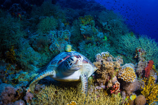 Fototapeta Fototapeta Żółw morski na rafie koralowej do pokoju