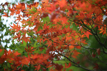 紅葉