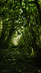 Panorama of Green canyon of Machara river, Abkhazia