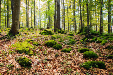 Woodland in Kočevski Rog