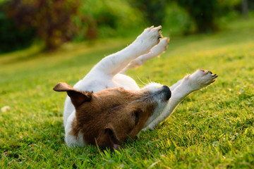 Dog upside down rolling and lying on its back on green grass